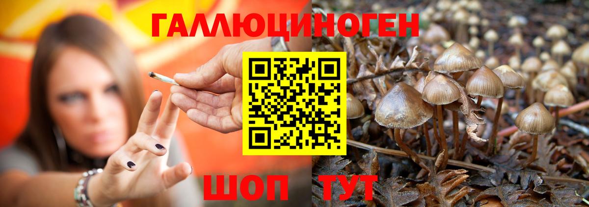 Галлюциногенные грибы Cubensis Шелехов